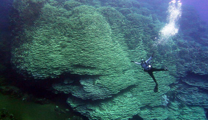 coral2.jpg