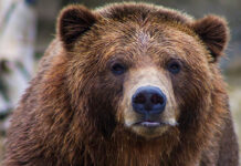 Is California Ready for Grizzly Bears? An Expert Weighs In
