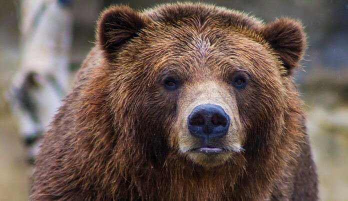 grizzly.jpg