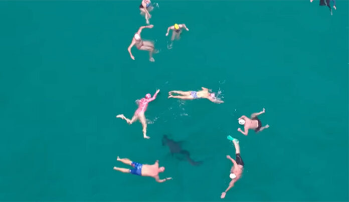 shark-1.jpg
