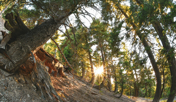 wrightwood.jpg