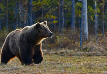 Brown Bear Attacks Mountain Biker in Alaska