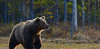 Brown Bear Attacks Mountain Biker in Alaska