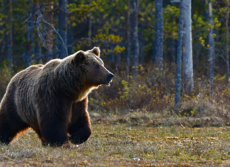 Brown Bear Attacks Mountain Biker in Alaska