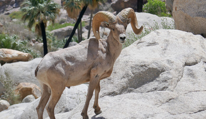 bighorn-sheep.jpg