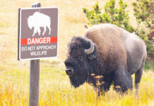 12-Year-Old Child Attacked, Injured by Bison at Yellowstone