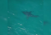 A Drone Operator Spotted a White Shark at Bondi Beach, Prompting Lifeguard Response