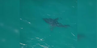 A Drone Operator Spotted a White Shark at Bondi Beach, Prompting Lifeguard Response