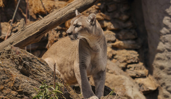 mountain-lion.jpg