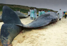 Massive Whale Graveyard Discovered Dating Back 5 Million Years