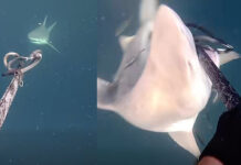 Florida Spearfisherman Tells Story of Fighting Off Three Bull Sharks at Once