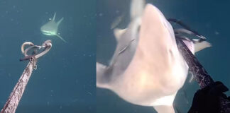 Florida Spearfisherman Tells Story of Fighting Off Three Bull Sharks at Once
