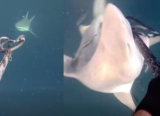 Florida Spearfisherman Tells Story of Fighting Off Three Bull Sharks at Once