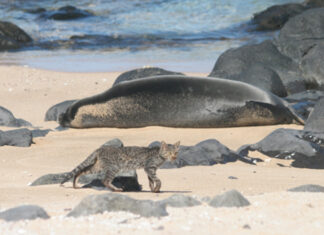 Famous Hawaiian Monk Seal Killed by Parasite Found in Cats