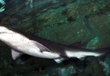 Diver Bitten in Arm by Six-Foot Shark Off Tasmanian Coast