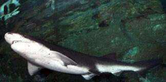 Diver Bitten in Arm by Six-Foot Shark Off Tasmanian Coast