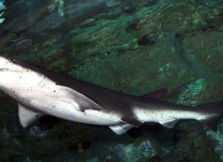 Diver Bitten in Arm by Six-Foot Shark Off Tasmanian Coast