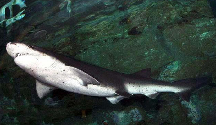 The-man-was-bitten-by-a-broadnose-sevengill-shark-Photo-Wikimedia-Commons.jpg