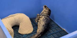Harbor Seal Pup Euthanized After It Was Found With Gunshot Wound to Head