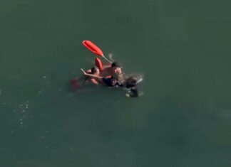 Los Angeles Lifeguards Make In-Ocean Arrest of Felon Running from Police