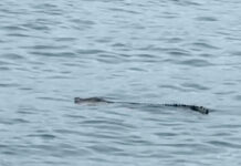 Crocodile Filmed Casually Cruising Around Macaronis Lineup