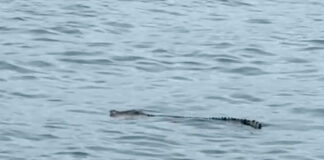 Crocodile Filmed Casually Cruising Around Macaronis Lineup
