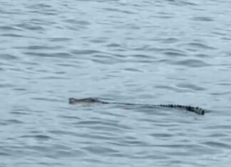 Crocodile Filmed Casually Cruising Around Macaronis Lineup