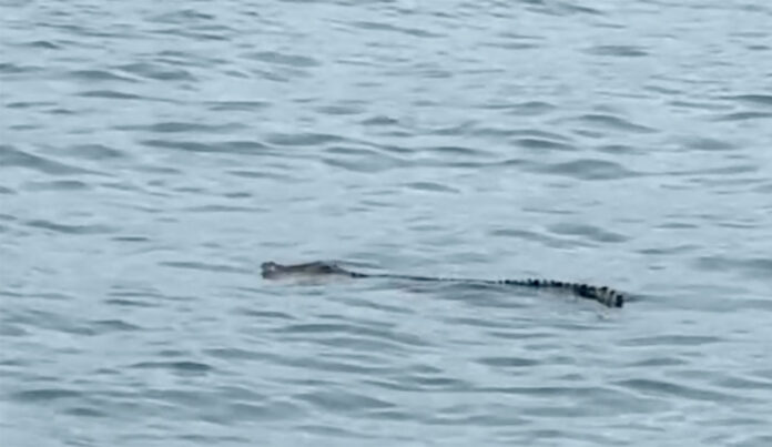 croc.jpg
