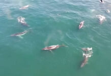 Humpback Whale Supergroup Filmed off South Africa in Stunning Footage