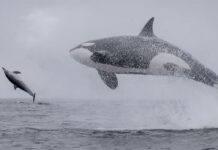 Killer Whales Display Hunting Techniques In Incredible Monterey Bay Footage