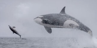 Killer Whales Display Hunting Techniques In Incredible Monterey Bay Footage