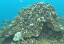 North Shore Coral Reefs Suffocating Under Mud From Kona Low Storms