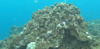 North Shore Coral Reefs Suffocating Under Mud From Kona Low Storms