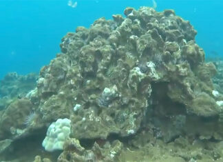 North Shore Coral Reefs Suffocating Under Mud From Kona Low Storms