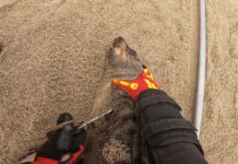 Seal Pup Appears to Ask Rescuers for Help in Namibia