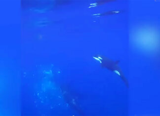 Orca Filmed Ramming Sunfish So Hard it Explodes