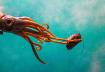 Climate Change Could Be Shrinking Squid Brains