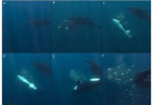 Researchers Think They Know Why Orcas Are Blowing Up Sunfish