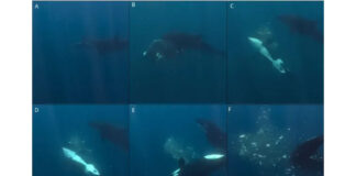 Researchers Think They Know Why Orcas Are Blowing Up Sunfish