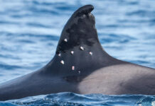 Someone Shot a Boat-Ramming Orca With a Pellet Gun