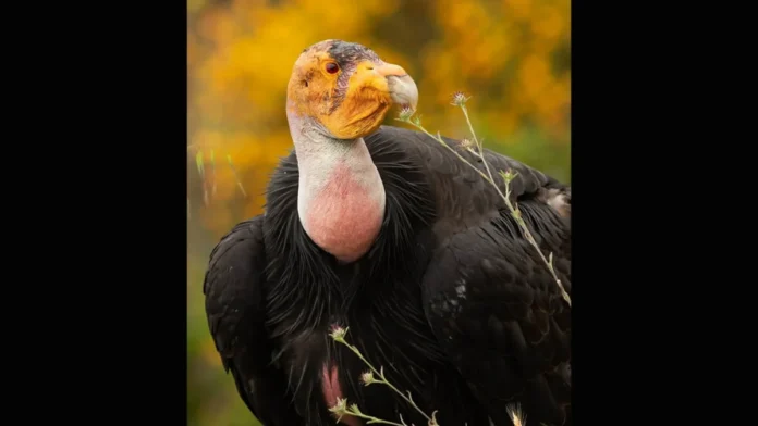 condor-1200x675.webp.webp