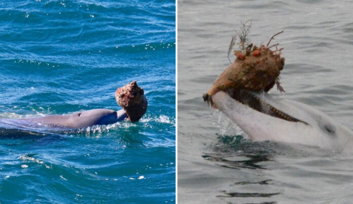 dolphns.jpg