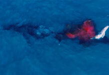 Humpback Whale Birth Captured on Video in Extraordinarily Rare Footage