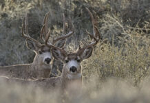 A September 1 Court Date Could Be the Last Chance for Catalina Island Deer