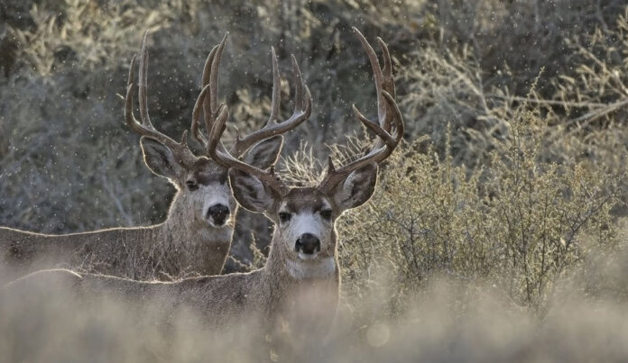 mule-deer.jpg