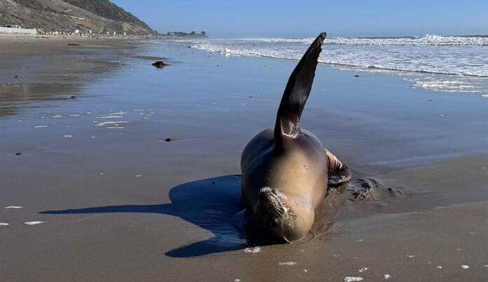 sealion.jpg