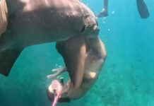Social Media Influencers Are Getting Attacked By Sharks for the Gram