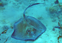Stingray Stings Skyrocket in Southern California, Thanks to Warming Waters