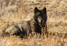 Study Reveals What California’s New Gray Wolves Are Eating