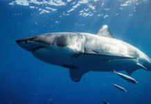 The Mediterranean’s ‘Ghost’ Great Whites Might be Breeding, and Nobody Knows Where